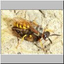 Philanthus triangulum - Bienenwolf w15.jpg